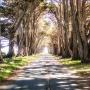 The famous Monterey Cypress "Tree Tunnel" at Point Reyes. Photo by Max Denisevich (Flickr).