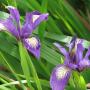 A pair of Douglas Iris with purple, white, and yellow coloration. Photo by Peganum from Wilikmedia Commons; CC by SA 2.0.