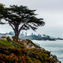 A beautiful cypress tree found along West Cliff Drive in Santa Cruz. Photo by Sarah Khosla. 