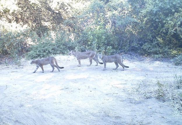 Three young mountain lions caught on surveillance camera at San Vicente Redwoods on July 31, 2013 at 9:06am. The Land Trust's Conservation Blueprint prioritizes the protection of wildlife habitat and mobility. Photo courtesy Land Trust.
