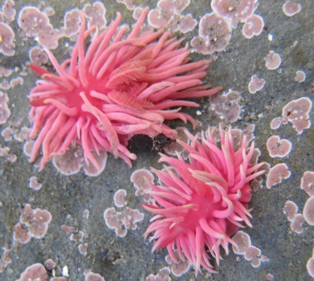 Like the flamingo, Hopkin's Rose Nudibranchs get their color from the food they eat, small bryozoans. Photo by Rebecca Johnson.