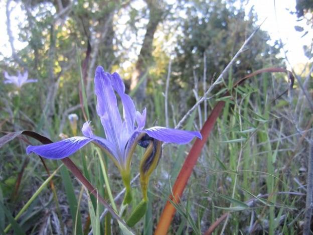 Wild irises bloom at Wilder Ranch in April and May. Photo credit: Hilltromper.