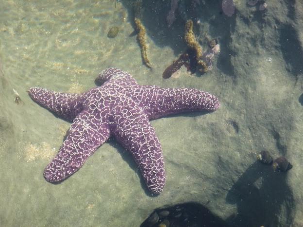 A healthy purple ochre sea star (Pisaster ochraceus). Photo courtesy Monica Moritsch