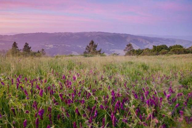 Star Creek Ranch is a 1,200-acre parcel in the middle of the picturesque Pajaro Hills east of Watsonville. It's been identified as a key source of clean water and wildlife habitat. Photo by Paul Zaretsky.