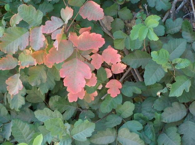 The color turns to pink in late summer. Sometimes poison oak looks matte rather than glossy, as in this image. Photo by Joe Decruyenaere/Creative Commons. 