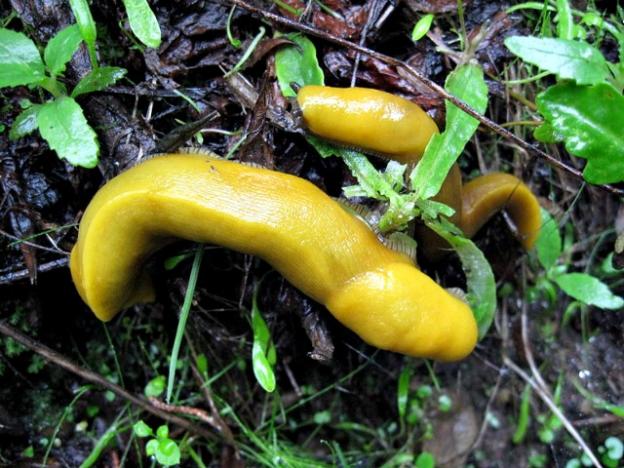 Two banana slugs in their favorite environment: the dense wet forest floor. Photo by Bradley Allen/Wikimedia.