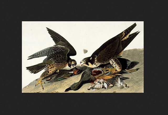 Gravure Ancienne 1777 'Falcon' Par Th. Pennant - Colorée Main - Ornithologie