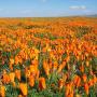 The golden poppies of Antelope Valley, site of the annual Poppy Festival (April 26-27). Photo by User:Vision/Creative Commons.