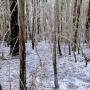 A snow-like layer of ash blankets a redwood forest in Big Sur following the Pfeiffer Ridge Fire. Photo by Jeff Mallory.