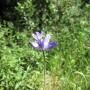 Blue dick is a perennial, so it, you know, pops up every year. Hilltromper photo.