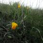 Poppies at Pogonip: more than in previous years, or just more visible? Hilltromper photo. 