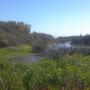 Nice place for a bird, right? The common cuckoo thought so. Thank Watsonville Wetlands Watch for rehabbing what used to be an ag field. Hilltromper photo.  Nice place for a bird, right? The common cuckoo thought so. Thank Watsonville Wetlands Watch for rehabbing what used to be an ag field. Hilltromper photo.
