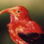If West Nile reached the Hawaiian islands, birds like the i'iwi could be hit hard. Photo by A. Marm Kilpatrick near Hawaii Volcanoes NP, Big Island.