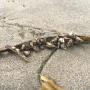 Gooseneck barnacles on kelp.
