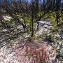 Fern and Indian paintbrush spring up beneath a manzanita at Bonny Doon Ecological Preserve one year after the 2008 Martin fire. Photo by Jim Bahn on Flickr.