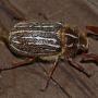 The Mount Hermon june beetle makes its home only in Sandhills Chaparral and Sandhills Parkland. Peigi McCann photo.