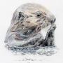 Otter by Brittany Costanzo Otter by Brittany Costanzo