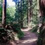 The walk down to Big Rock Hole, on Rincon Fire Road, is shaded by tall redwoods. Photo by Eric Ressler.