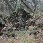 The stone walls of a homesteader's cabin stand amid rust-colored poison oak.
