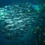 Sardines schooling in a funnel. Eric Kirby photo CC BY_SA 2.0