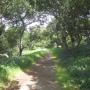As it curves away from the slough the trail enters a pretty little mixed woodland area. Hilltromper photo.