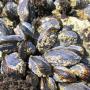 Mussels litter the rocks of the ocean's edge; careful not to step on them!