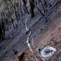 Jan. 2: Finally finished running replacement cable for the well signal line this morning. A hard haul across steep, ashy slope but it's done! Jan. 2: Finally finished running replacement cable for the well signal line this morning. A hard haul across steep, ashy slope but it's done!