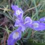 Wild irises bloom at the top of Engelsmans Loop at Wilder Ranch each year, and in many many other places throughout the county. Hilltromper photo.