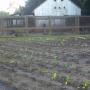The garden at the Wilder Ranch farm complex was just planted last weekend. 