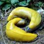 Banana slugs mating yin-yang style. Photo by Andy Goryachev/Wikipedia