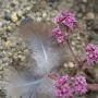 The dainty Ben Lomond spineflower grows in the Sandhills Parkland and in sunny spots of Sandhills Chaparral. Peigi McCann photo.