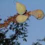 Buckeye fruit: not for the weak of stomach. Or fish, which buckeye was used to paralyze for easy gathering. Daniel Williford photo. Buckeye fruit: not for the weak of stomach. Or fish, which buckeye was used to paralyze for easy gathering. Daniel Williford photo.