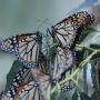 Monarch butterflies began returning to Natural Bridges in September.
