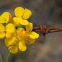 The Santa Cruz Wallflower, a member of the mustard family, is found exclusively in Sandhills Parkland, only 240 acres of which remain undeveloped. Photo by Peigi McCann.