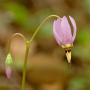 Shooting stars like shady, moist areas. USFWS photo.