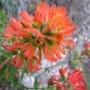 Indian paintbrush at Waddell Creek. This is a member of the snapdragon family that is parasitic on the roots of other plants. Hilltromper photo.