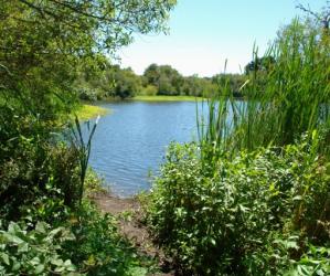 A path branches off from the main trail, opening up to a sweet view of Antonelli Pond on the Santa Cruz Westside.