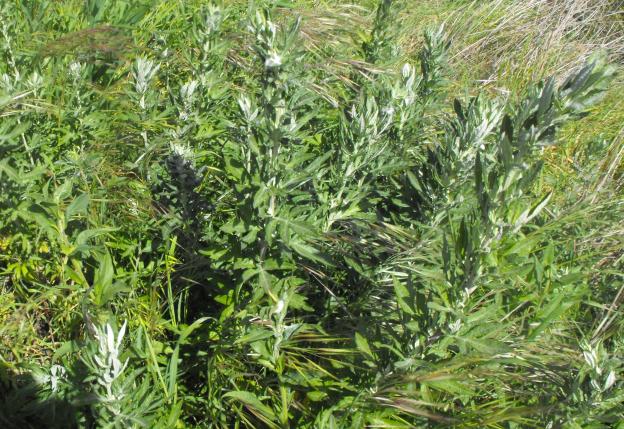 Mugwort plant, which serves as relief for poison oak and stinging nettle. 