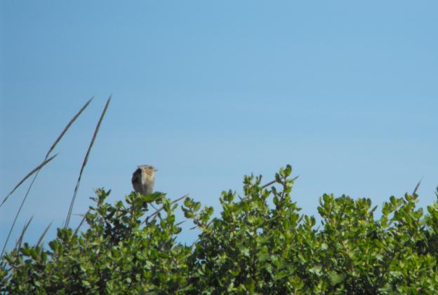 The grasshopper sparrow is known for its flat top of the head and grasshopper-like chirp.