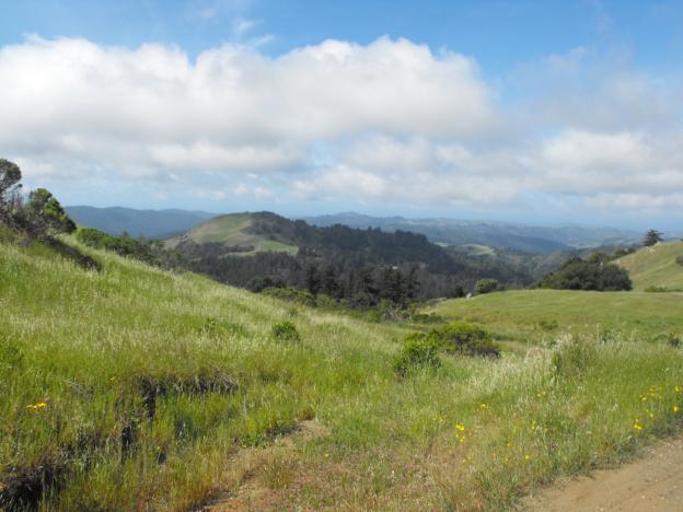 Russian Ridge is considered one of the best five places in the Bay Area to see wildflowers. 
