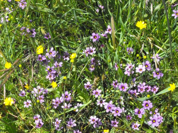 The purple flowers are Sisyrinchium bellum, also known as blue-eyed grass. 