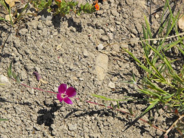 Clarkia—a vibrant flower named after Lewis and Clark. 