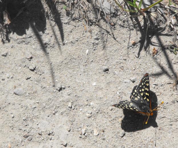 Close-up of a variable checkerspot butterfly. 