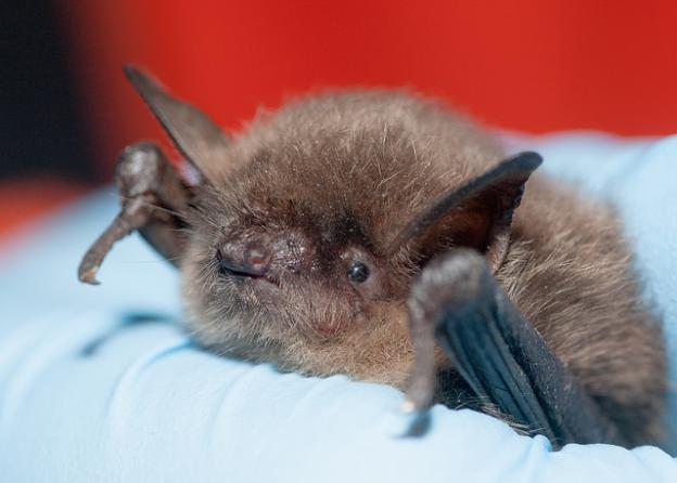 This Yuma myotis is nearly indistinguishable from a California myotis. Only the lack of a keeled calcar can tell otherwise. Photo credit: Daniel Neal