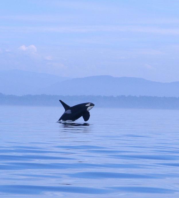 A wild orca leaping out of the water. Photo by Kim (Flickr)
