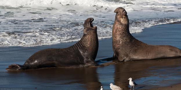 The clash of the titans resumes! Photo by Mike Baird  The clash of the titans resumes! Photo by Mike Baird