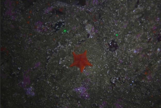 A sea star photographed just off the coast of Asilomar State Beach. USGS photo. A sea star photographed just off the coast of Asilomar State Beach. USGS photo.