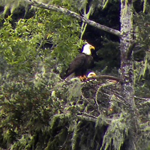 Bald Eagle seen in a fir tree in March of 2012. Photo by Sarah Lenz. 