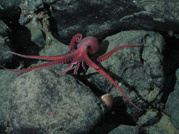 Benthoctopus on Monterey Bay ocean floor