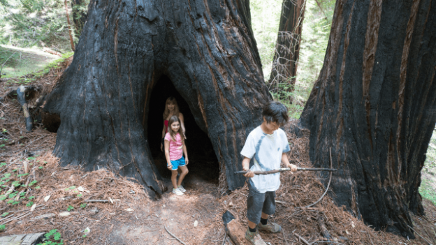 Two children and a giant redwood tree